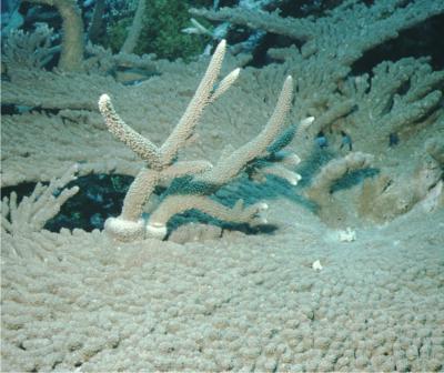 Fast-Growing <i>Acropora</i>