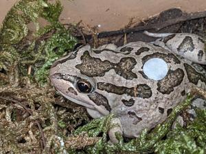 Spotted marsh frog with dermal patch