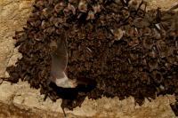 Greater mouse-eared bats