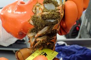 Lobster Clutch