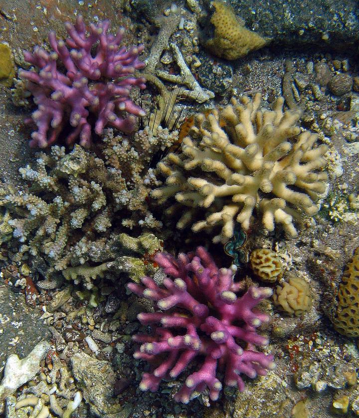 <i>Stylophora pistillata</i>