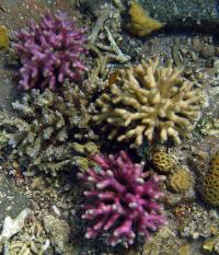 <i>Stylophora pistillata</i>