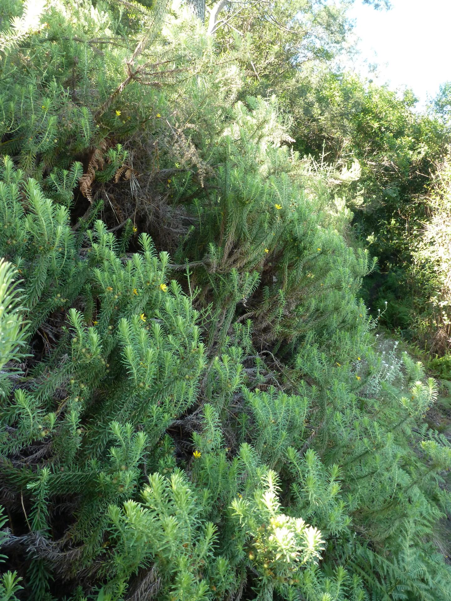 Amathole Macowania