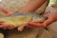 Humpback Chub