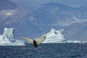 Humpback whale