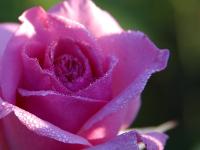 Rose Petals