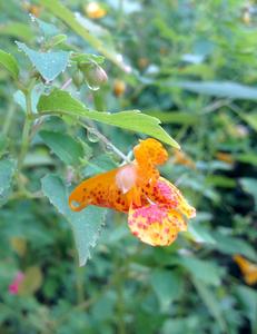 Jewelweed (Impatiens capensis)