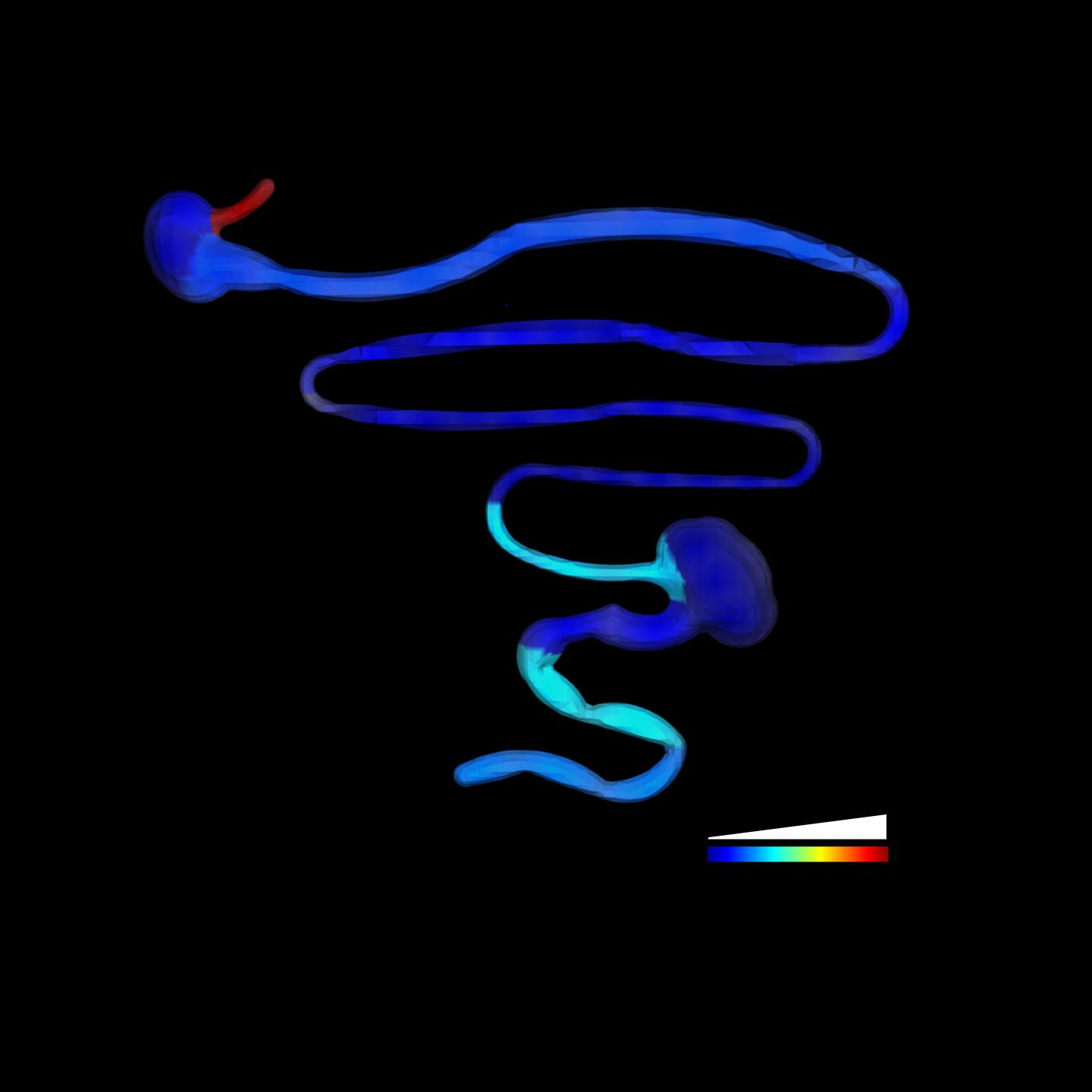 Esophagus