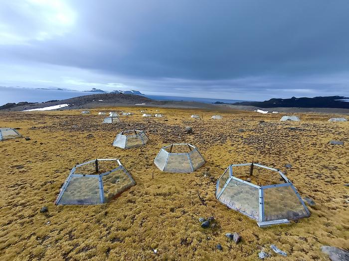 Open Top Chambers over Deschampsia and Colobanthus plants in Antarctica