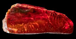Ant in amber