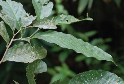 <i>Lithocarpus orbicarpus</i>