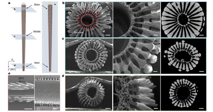 PolyU research unveils mechanoelectrical perception in sea urchin spines, empowering next-generation biomimetic sensors