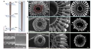 PolyU research unveils mechanoelectrical perception in sea urchin spines, empowering next-generation biomimetic sensors