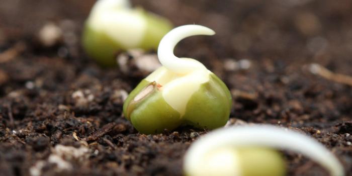 Germination