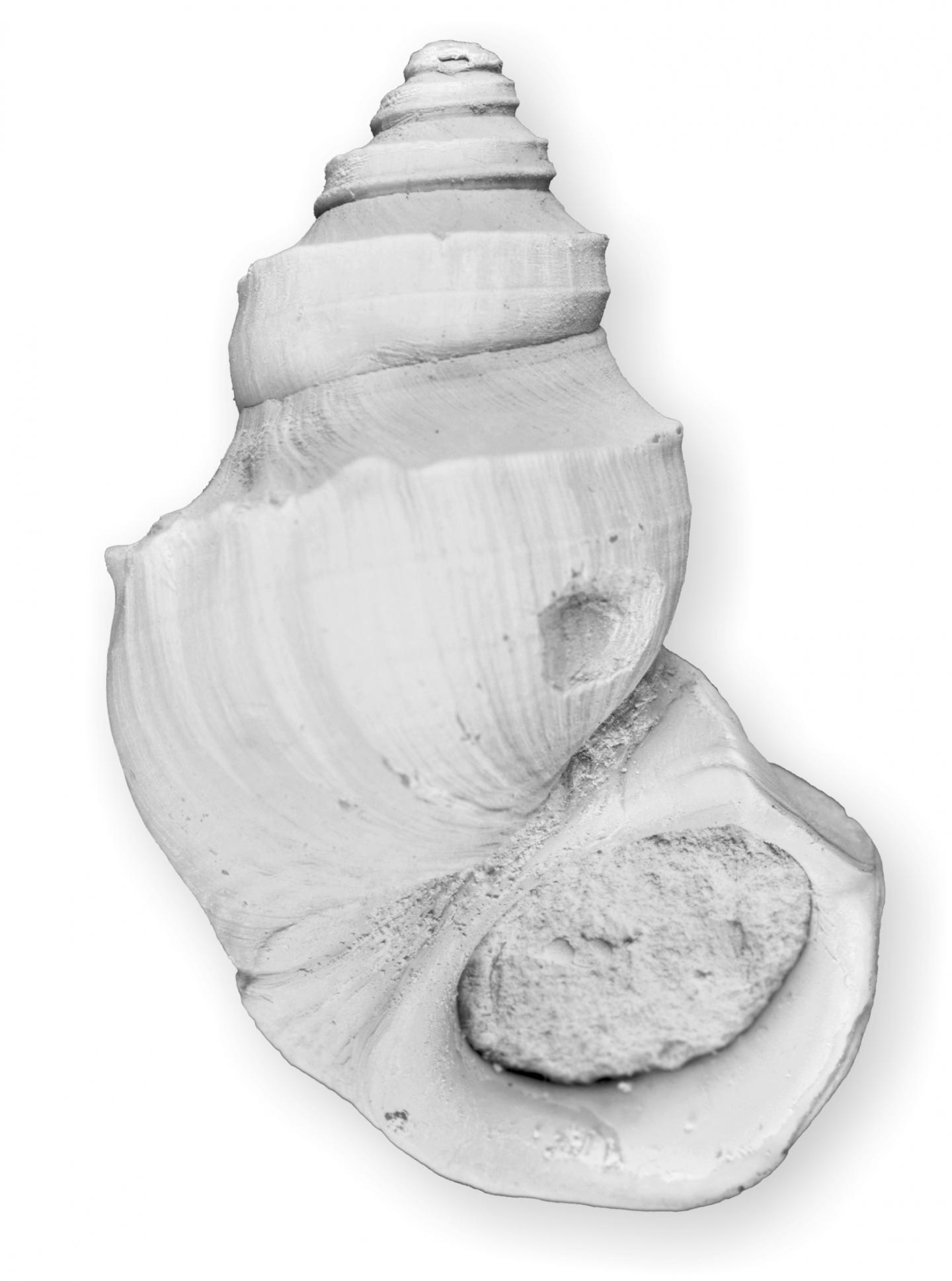 Pyrgulifera matheronii