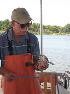 Tuck Hines Measuring Crab