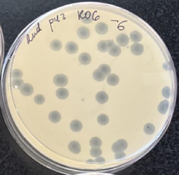 Viral plaques