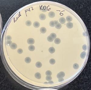 Viral plaques
