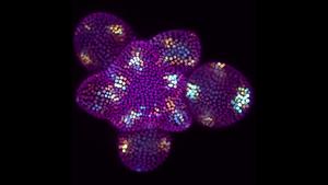 Stem cells of Arabidopsis thaliana.