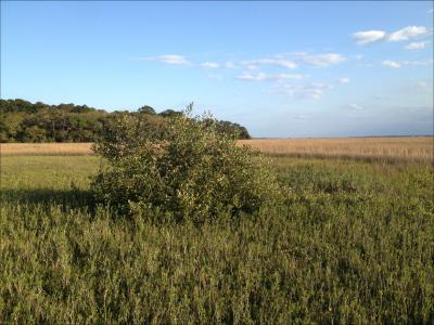 Mangroves March North