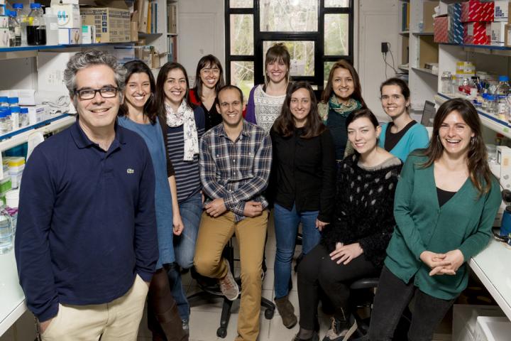 Inflammation Group