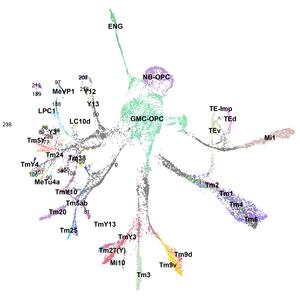 A map of developing neuron types in the fruit fly visual system