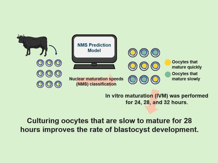 Determining optimal IVM duration