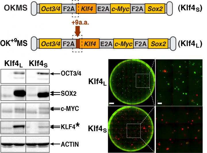 Klf4 Isomer Effects On Reprogramming