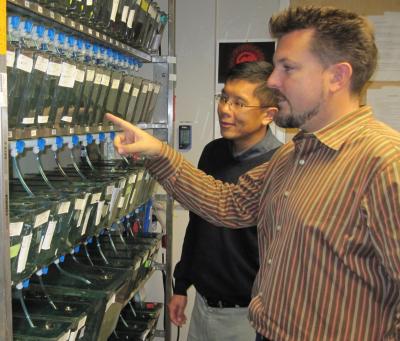 David Traver and Neil Chi Tracked Blood-Forming Stem Cells