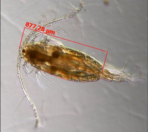 Copepod