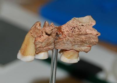 Kent's Cavern Jaw