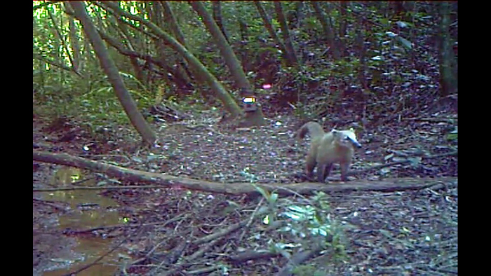 South American Coati at the Canoas airbase in Rio Grande do Sul, Brazil