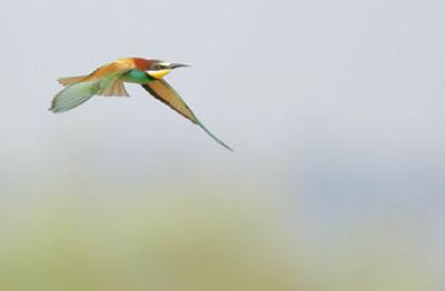European Bee-eater