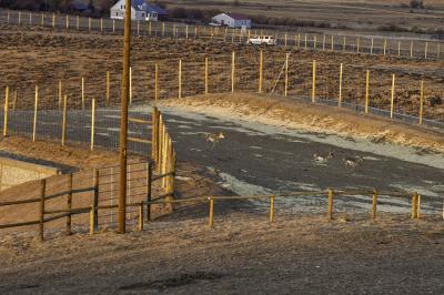 Pronghorn Use New Overpass