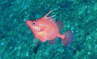 deepwater spike fish