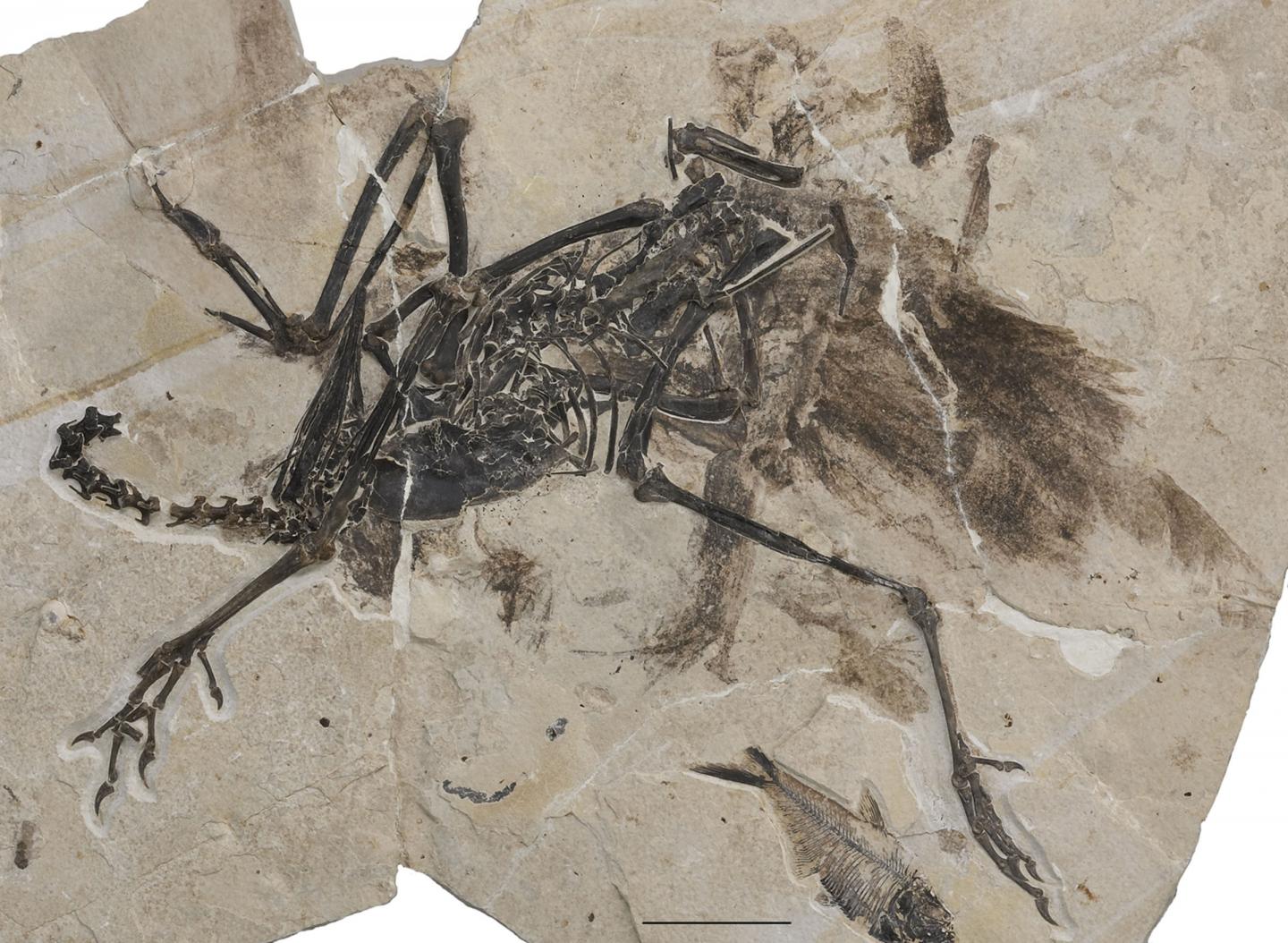 Fossil Finding