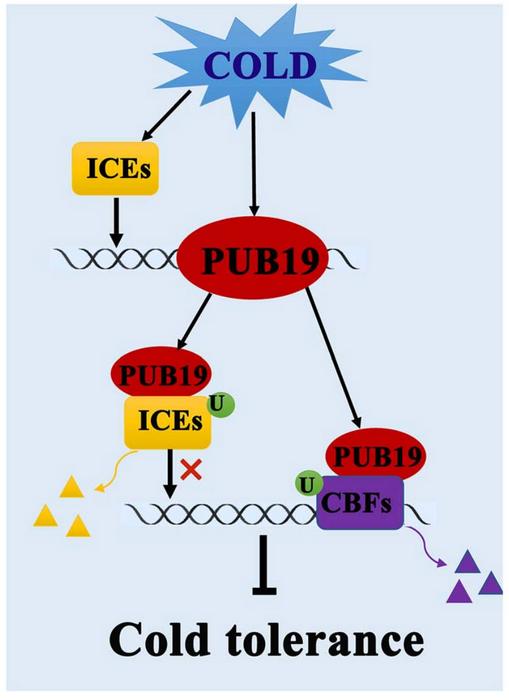 A model of VviPUB19 negatively regulates grape cold tolerance.