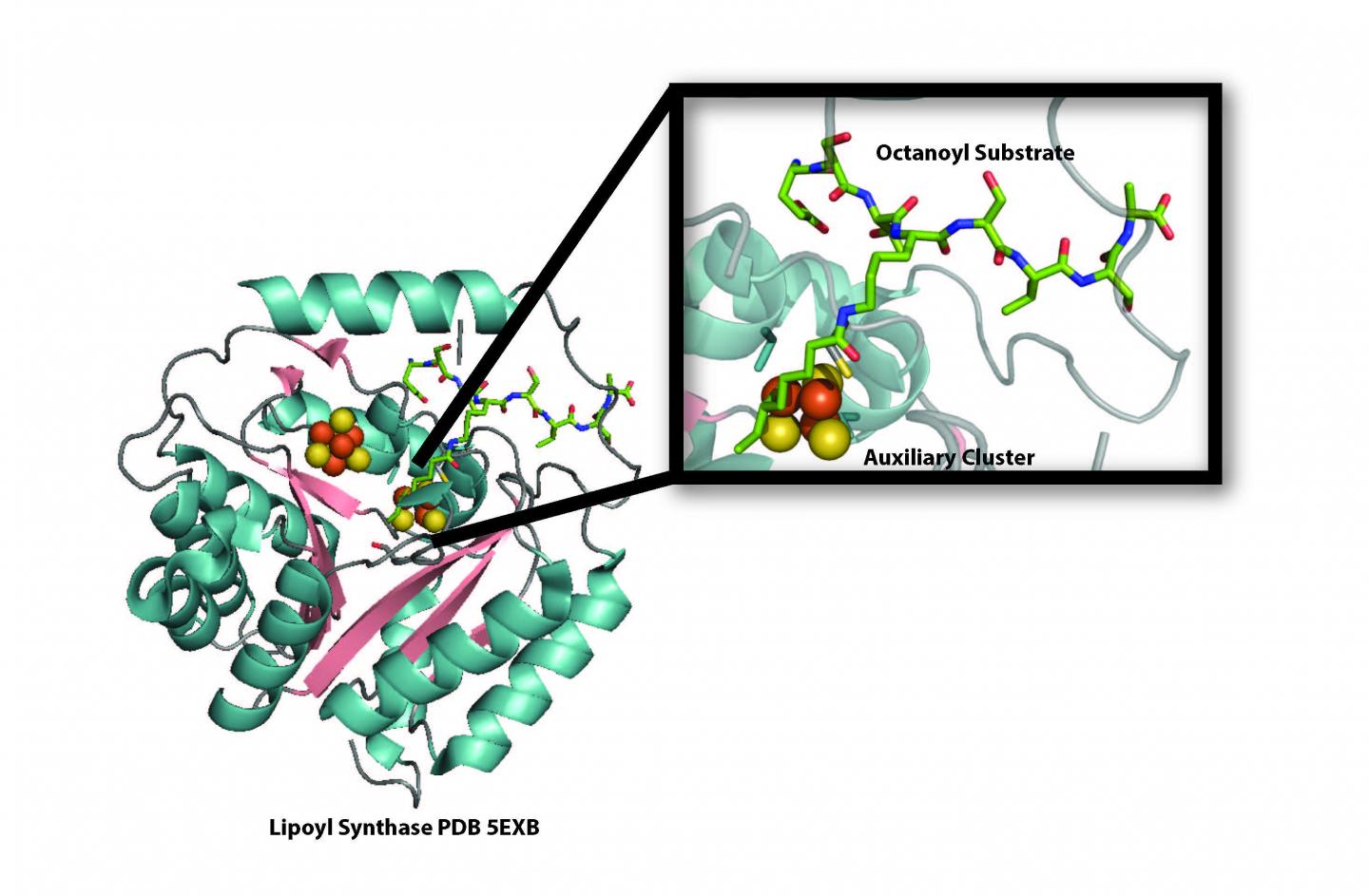 Renewable Resource: To Produce Vital Lipoic Acid, Sulfur is Used, Then Replenished