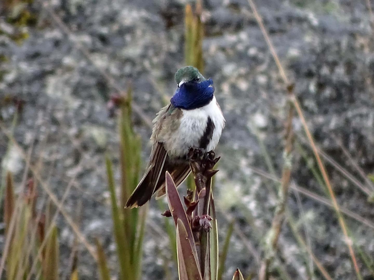 Blue-throated Hillstar