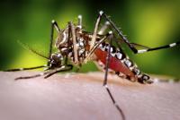 mosquitoes2.jpg