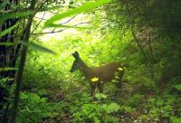 Forest musk deer