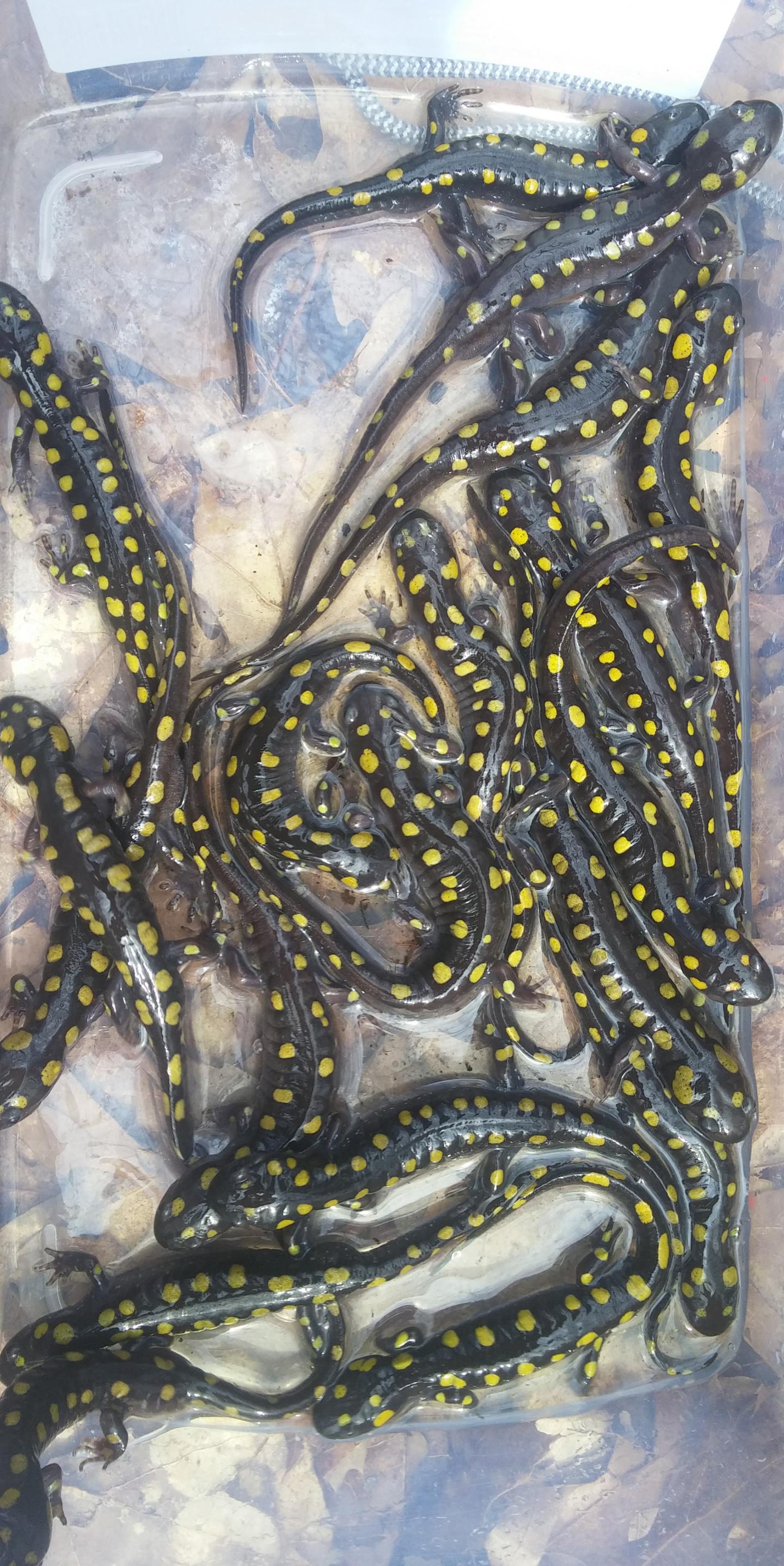 Salamander