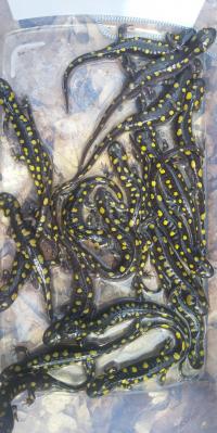 Salamander