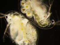 Infected Daphnia