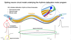Spiking neuron circuit model