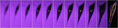 3-D Measurement of Cells Expressing Fluorescent CENP-A Determines Molecule Count