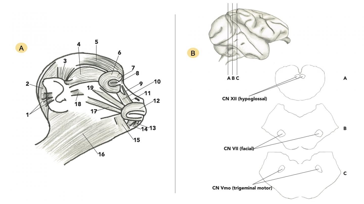 Schematic representation of facial muscles and brainstem