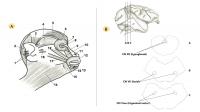 Schematic representation of facial muscles and brainstem