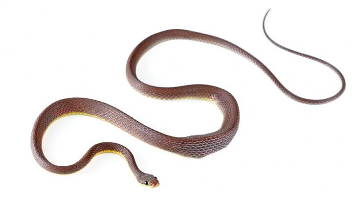 <i>Synophis zaheri</i>