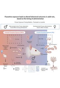 Fluoxetine exposure leads to altered behaviorial outcomes in adult rats, based on the timing of administration